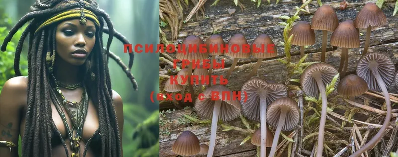 Галлюциногенные грибы Psilocybine cubensis  kraken рабочий сайт  Кашира 